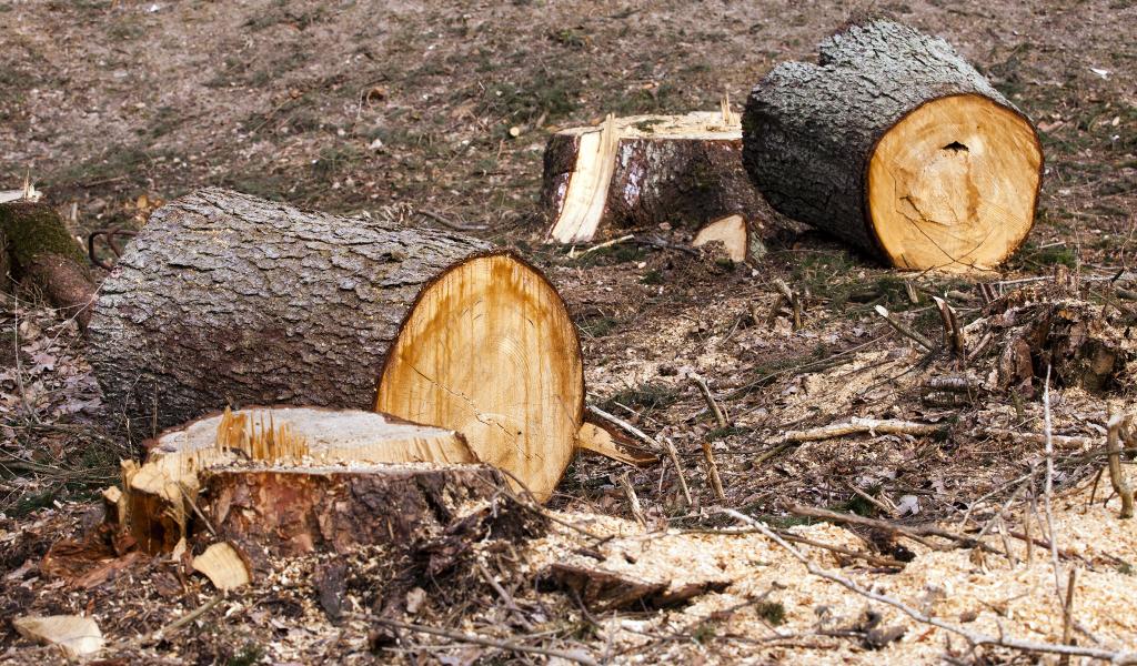 Patvaļīga atmežošana - sekas un tiesiskās nianses